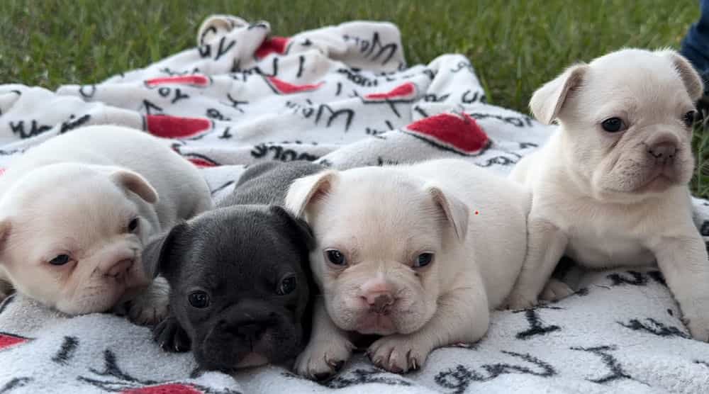 Hero image for Highlands House Of Frenchies